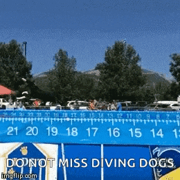 a blue ruler says do not miss diving dogs