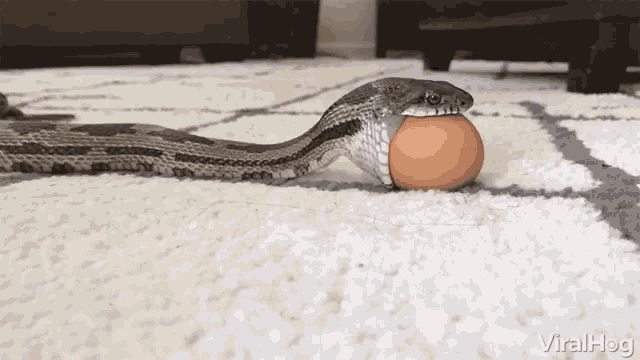 Viralhog Egg GIF - Viralhog Egg Snake GIFs