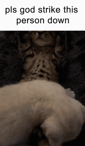a cat laying on top of another cat with the words pls god strike this person down below it