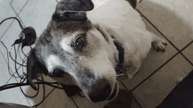 a dog laying on a tiled floor looking up