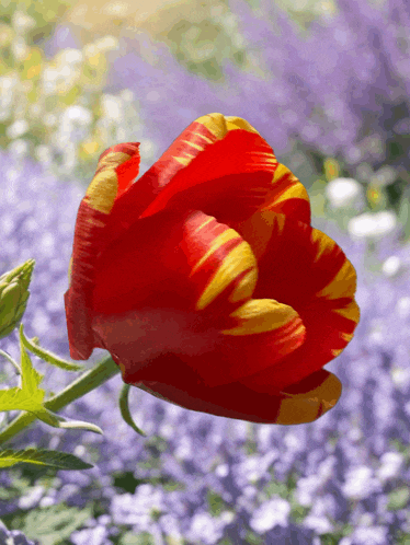 a close up of a red and yellow flower in front of purple flowers