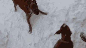 Funny Aimals Dogs GIF - Funny Aimals Dogs Snow GIFs