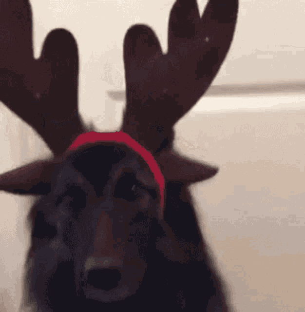 a dog with antlers and a red headband