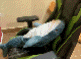 a stuffed shark is laying on the back of a green gaming chair .