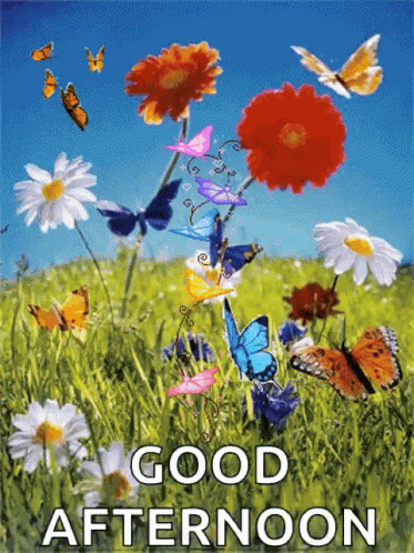Good Afternoon Flowers GIF - Good Afternoon Flowers Butterflies GIFs