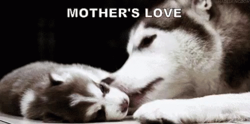 A Mother'S Love GIF
