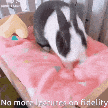 a black and white rabbit laying on a pink blanket with the words " no more lectures on fidelity " below it