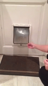Not Who I Was Expecting GIF - Pet Owl Dog Door GIFs