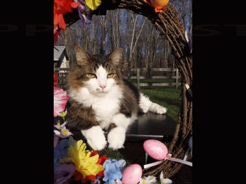 Easter Cat Easter Sunday GIF - Easter Cat Easter Sunday Ragdoll Cat GIFs