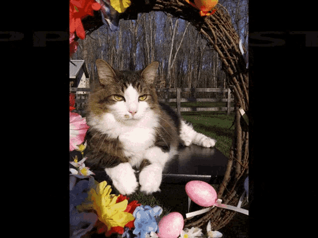 a cat is laying in front of a wreath with flowers and easter eggs