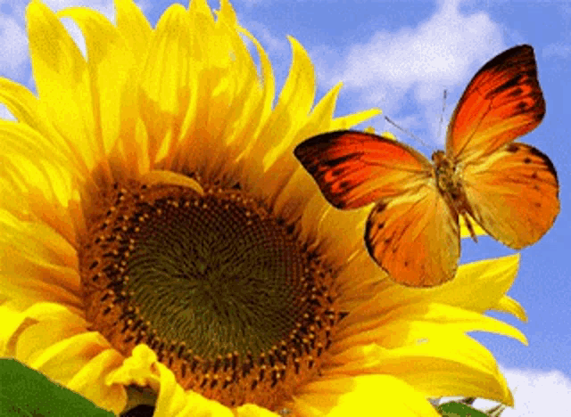 a butterfly is sitting on a sunflower in front of a blue sky