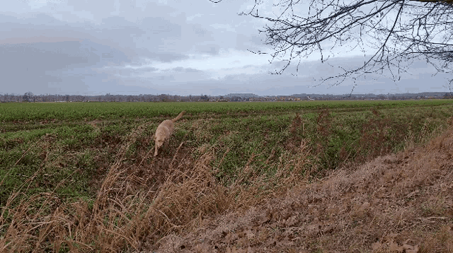 a dog standing in a field with a cloudy sky in the background