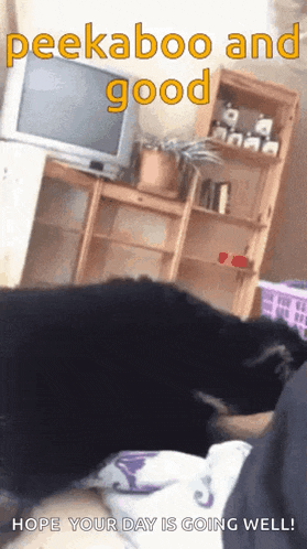 a dog is laying on a bed with the words peekaboo and good above it .