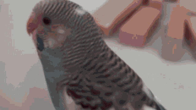 a blue and gray parakeet is sitting on a white surface