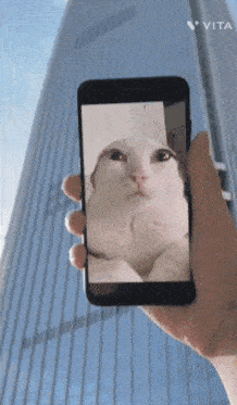 Nepunator Cat GIF - Nepunator Cat Phone GIFs