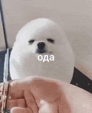 a white dog is being held in a person 's hand and looking at the camera .