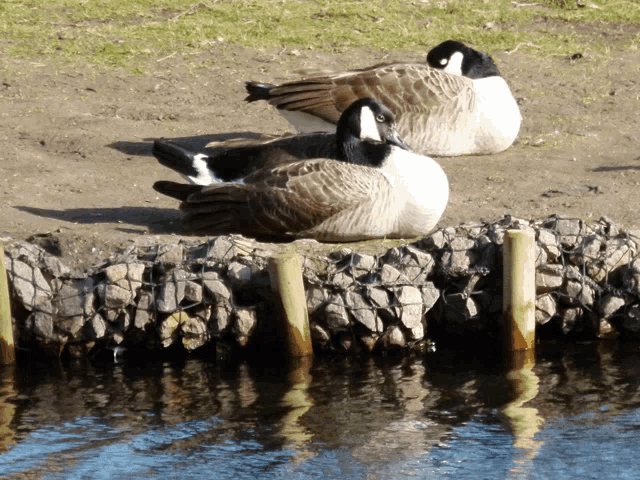 a couple of ducks sitting on a rocky shoreline near a body of water