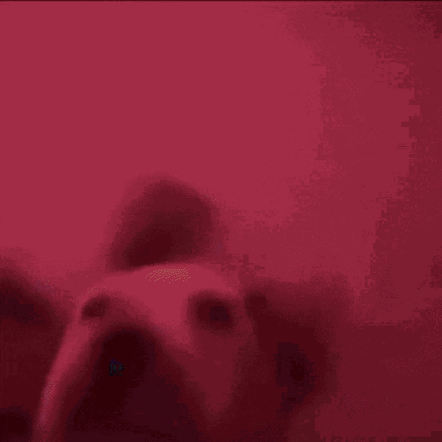 a close up of a dog 's face with a blue background