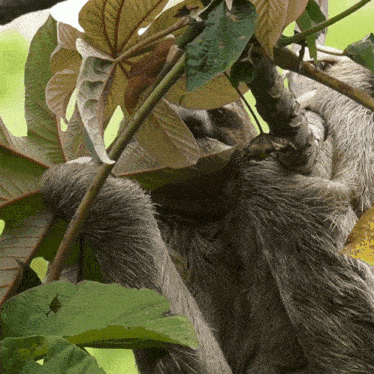 Eating A Leaf Sloth GIF - Eating A Leaf Sloth Robert E Fuller GIFs