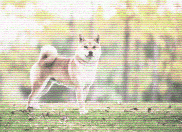 Shiba Inu Doge GIF - Shiba Inu Doge Wow GIFs
