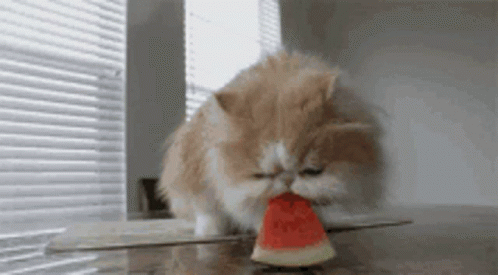 Cat Cute GIF - Cat Cute Watermelon GIFs