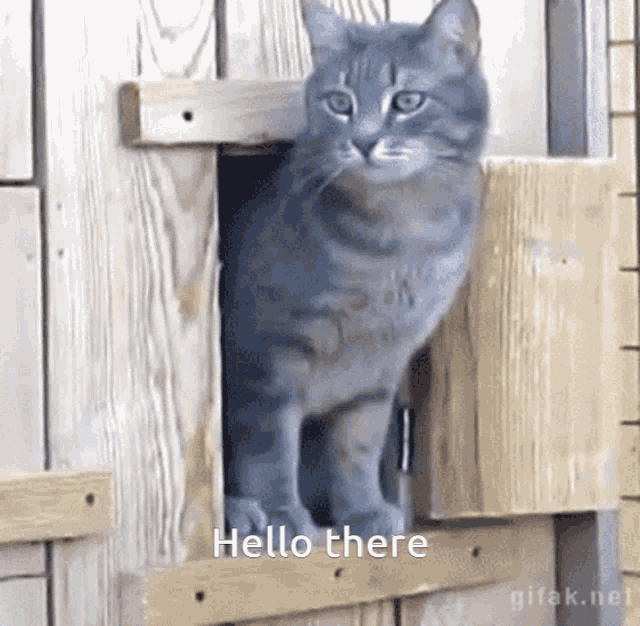 Hello There Kitty GIF