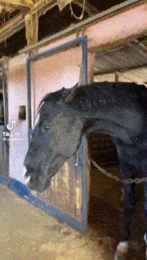 a horse standing in a stable with a tiktok watermark on the bottom right