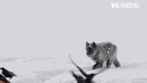 a flock of birds are flying over a dead animal with the words wolveseas written on the bottom
