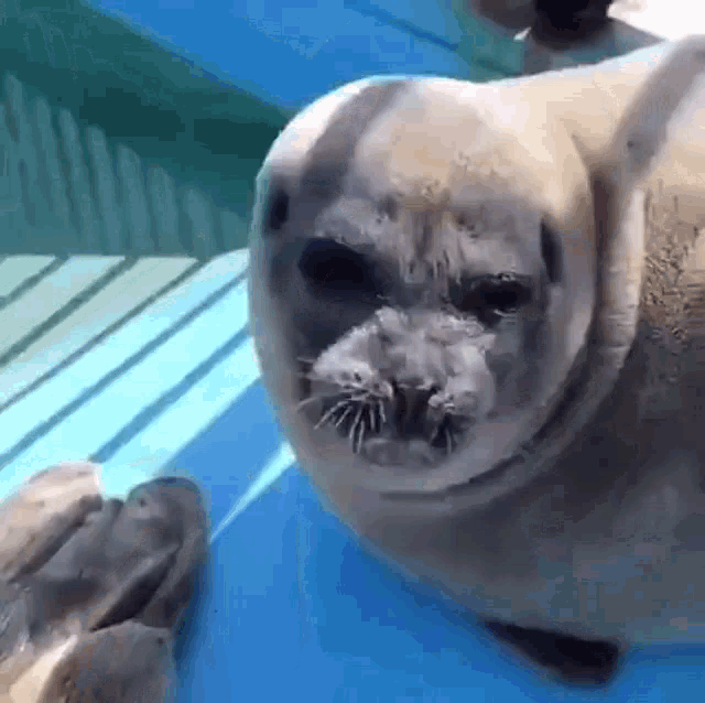 Seal Fish GIF - Seal Fish GIFs