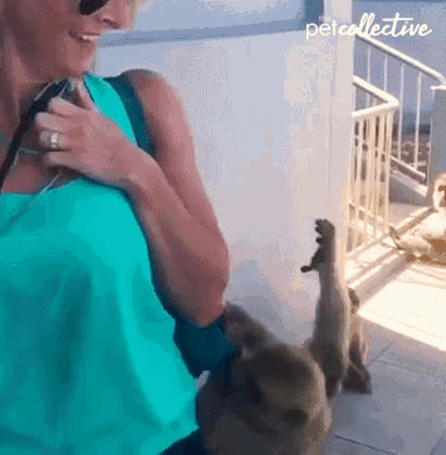 Stealing The Pet Collective GIF - Stealing The Pet Collective Monkey GIFs