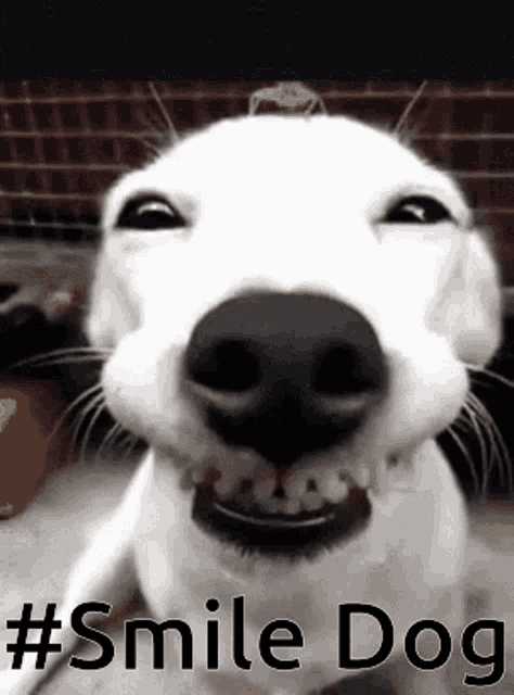 Smile Dogs Aww GIF - Smile Dogs Aww I Love You GIFs