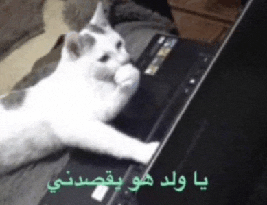 a white cat laying on top of a laptop with arabic writing on the bottom