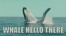 Whale Hello There Whale GIF - Whale Hello There Whale Hi There GIFs