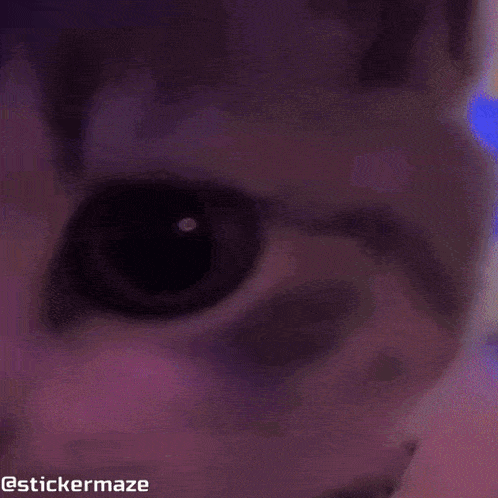 a close up of a cat 's face with a sticker maze watermark