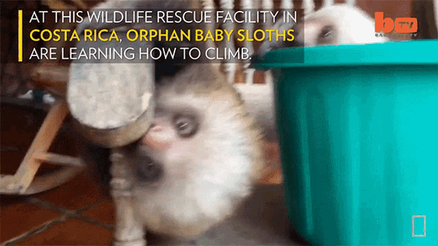 Learning How To Climb International Sloth Day GIF - Learning How To Climb International Sloth Day Hi GIFs