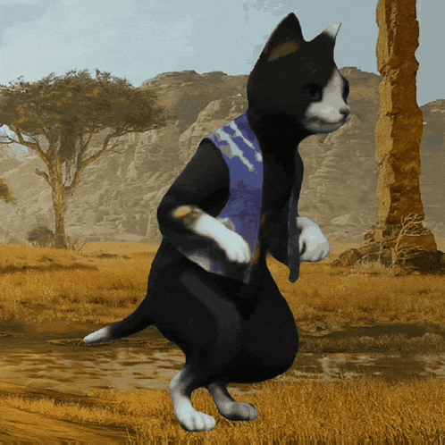 a black and white cat wearing a blue vest standing in a field