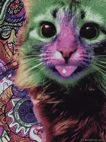 Cat Psychedelic GIF - Cat Psychedelic Funny GIFs