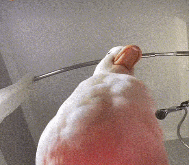 Ducky A Canard GIF