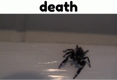 Spider Death GIF - Spider Death Meme GIFs
