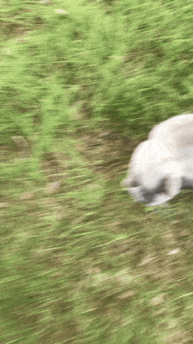 a blurred image of a dog walking in the grass