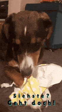 a brown and white dog playing with a piece of paper that says geht doch