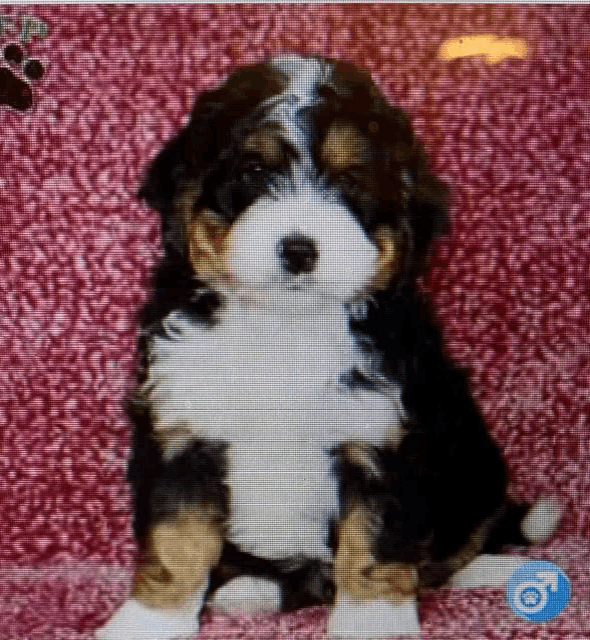 a puppy is sitting on a pink blanket with a paw print on it