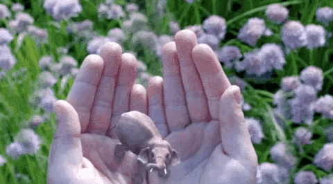 a person is holding a small frog in their hands in front of a field of flowers .