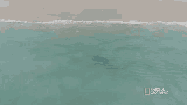 an aerial view of a dolphin in the ocean with a national geographic logo