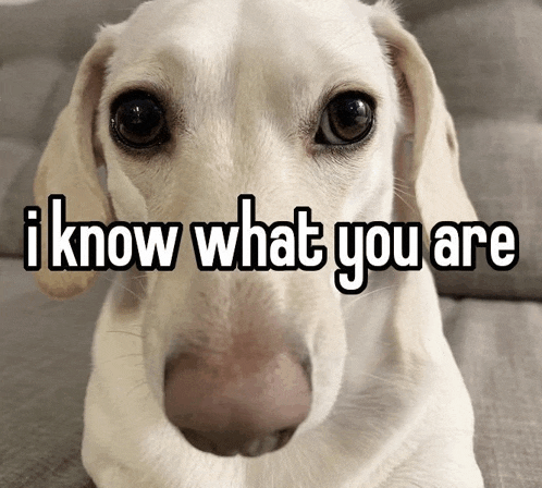 a picture of a dog with the words " i know what you are " on it