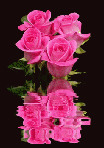Rose Reflection GIF - Rose Reflection GIFs