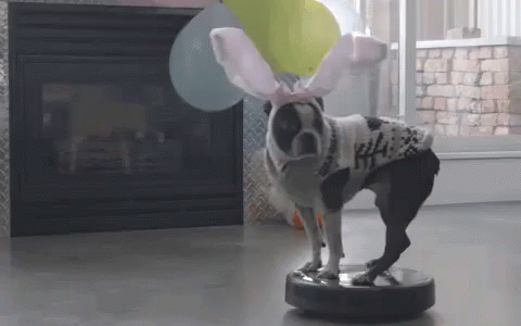 Happy Easter! GIF - Dog Easter Bunny GIFs