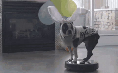 a dog standing on top of a robotic vacuum cleaner holding balloons ..