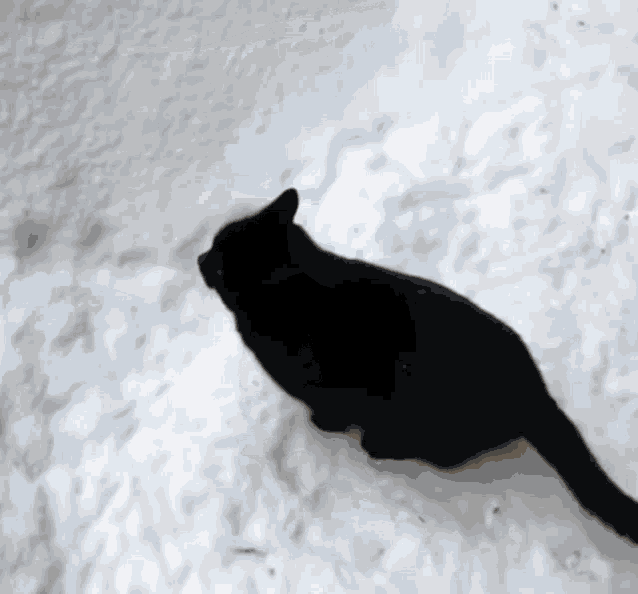 Cat Disapear Cat Snow GIF - Cat Disapear Cat Snow Cat Jump Fail GIFs