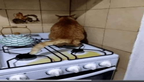 a cat sitting on top of a stove with a tea kettle in the background